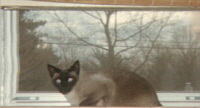 Charly sitting in the upstairs bathroom window watching the dogs in our neighbors yard! (he wants to eat them)